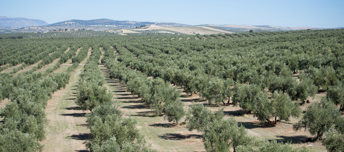 Suroliva 2000 - Instalación de sistemas de riego agrario en Úbeda