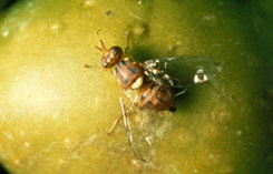 Mosca del olivo