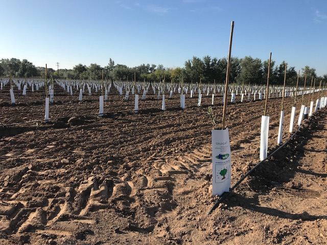 instalacion-de-riego-en-plantacion-superintensiva-de-olivos